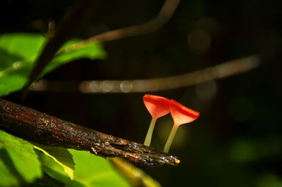 Close-up of red rose flower