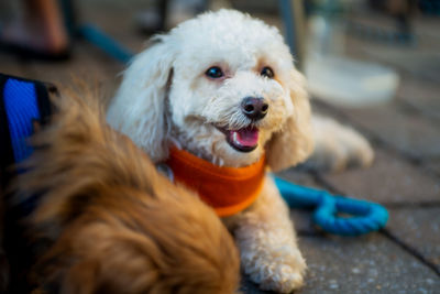 Close-up portrait of dog sitting outdoors