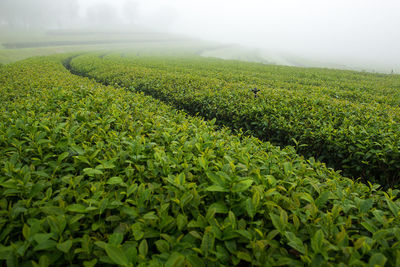 Scenic view of agricultural field