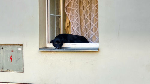 Black dog leaning out of window of building