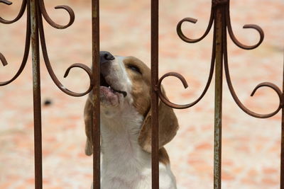 Close-up of dog looking through metal fence