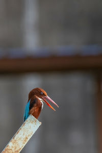 Close-up of bird perching on wood