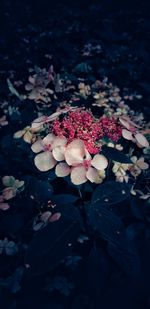 High angle view of pink flower on plant