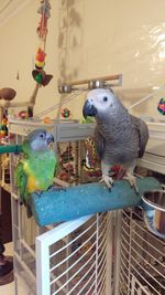 View of birds in cage