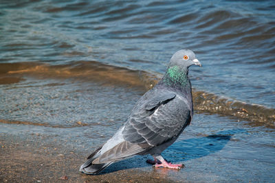 Close-up of seagull perching on a sea