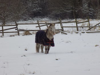 Dog on field during winter