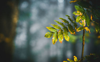 nature