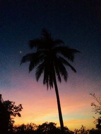 Low angle view of silhouette palm trees against sky at night