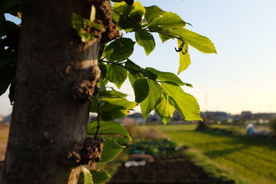 Close-up of plant growing on tree trunk