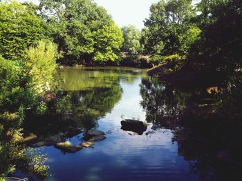 Reflection of trees in lake