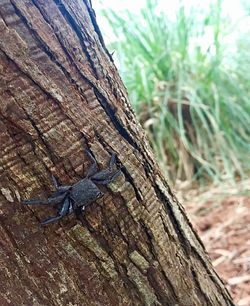 Close-up of lizard on tree trunk