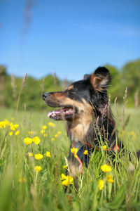 Dog on grassy field