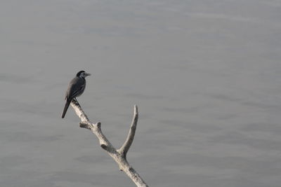 Bird perching on branch against water