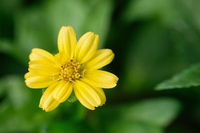 Close-up of yellow flowering plant