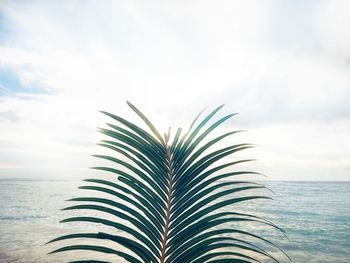 Palm tree by sea against sky