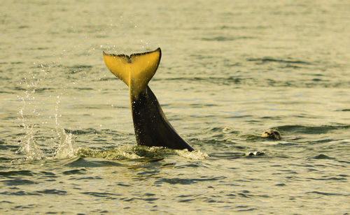 A welsh on the surface is diving down underwater