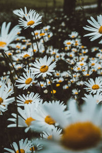 Close-up of white daisy flowers