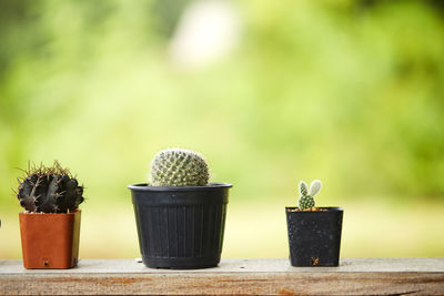 Close-up of potted plants on table