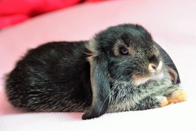 Close-up portrait of a rabbit