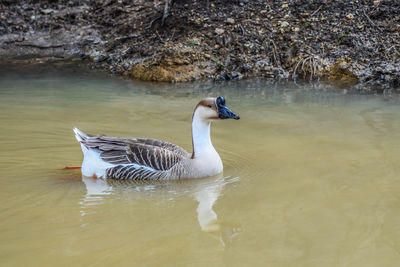 Ducks swimming on lake