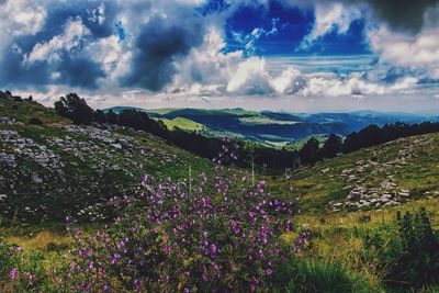 Scenic view of flowering plants on field against sky