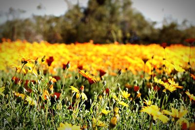 Close-up of yellow flowering plant on field