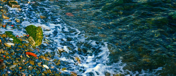 High angle view of fish in sea