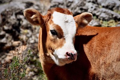 Close-up of calf