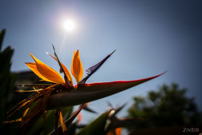 Close-up of flower against sky