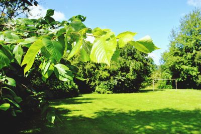 Plants growing on tree