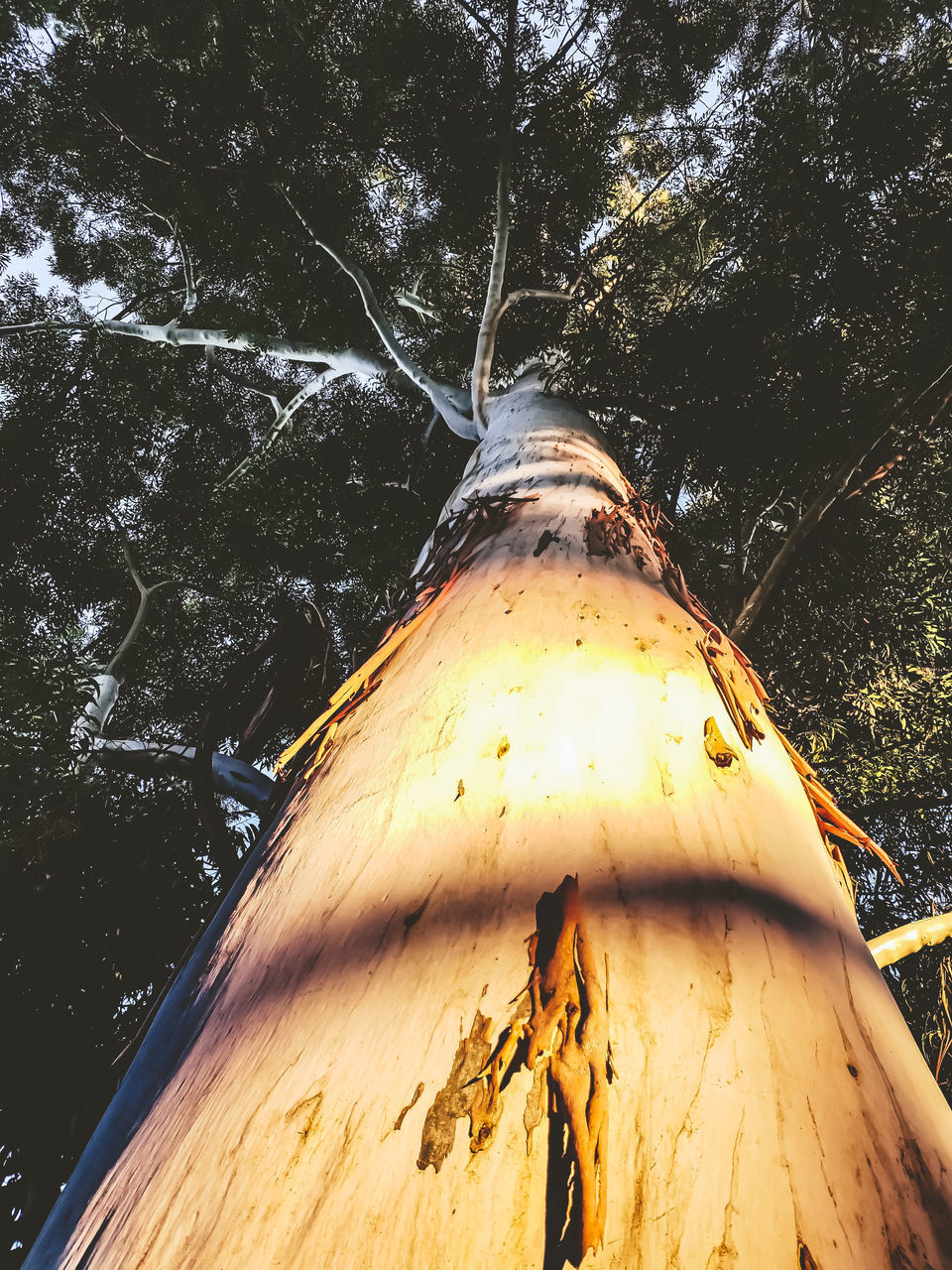 LOW ANGLE VIEW OF OLD TREE TRUNKS IN FOREST