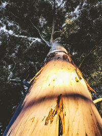 Low angle view of old tree