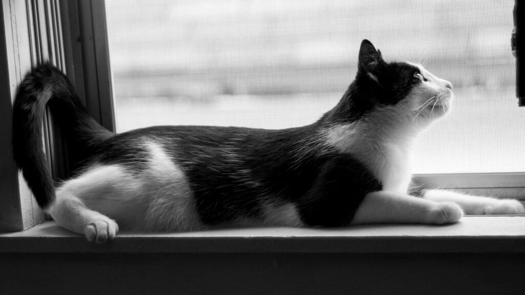 animal themes, one animal, pets, domestic animals, mammal, indoors, domestic cat, cat, relaxation, feline, home interior, window, sitting, looking away, zoology, close-up, window sill, resting, side view, vertebrate