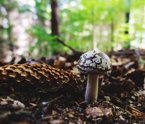 Close-up of fly agaric mushroom growing on field