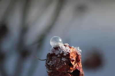 Close-up of ice cream