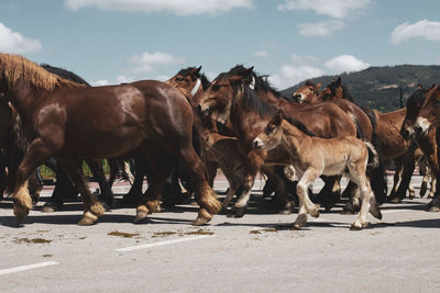 Horses on a land