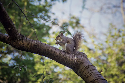 Squirrel on tree