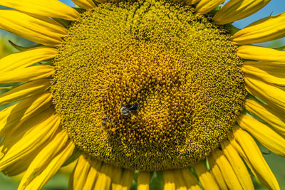 A couple of different kinds of bees being covered in pollen collecting from the large sunflower 