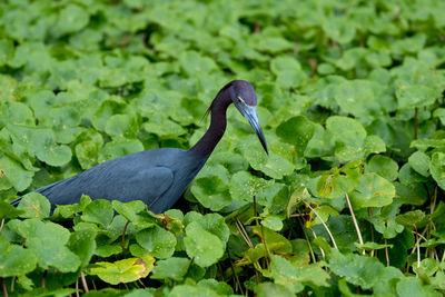 Bird on a plant