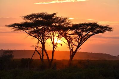 Silhouette tree against sky during sunset