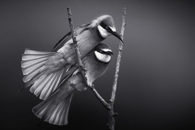 Close-up of birds perching on branch