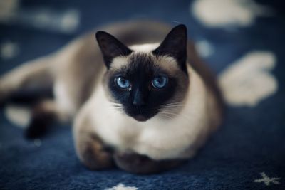 Close-up portrait of cat