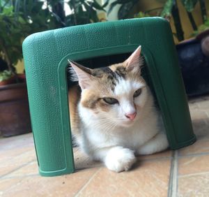 Close-up of cat sitting outdoors