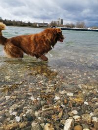 Dog standing in a lake