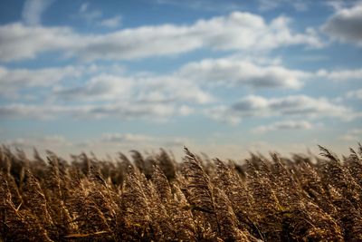 View of stalks in field against cloudy sky