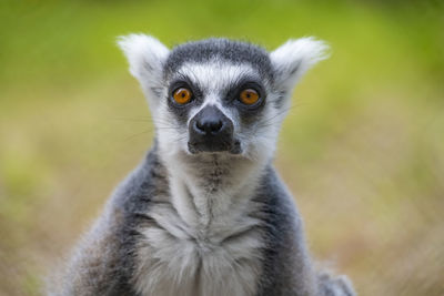 Close-up portrait of monkey