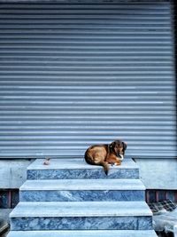 Dog sleeping on closed shutter