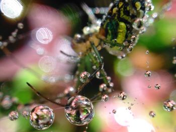 Close-up of spider on web