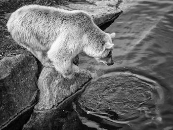 Side view of a bear looking in water