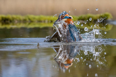 Kingfisher hunting fish in lake